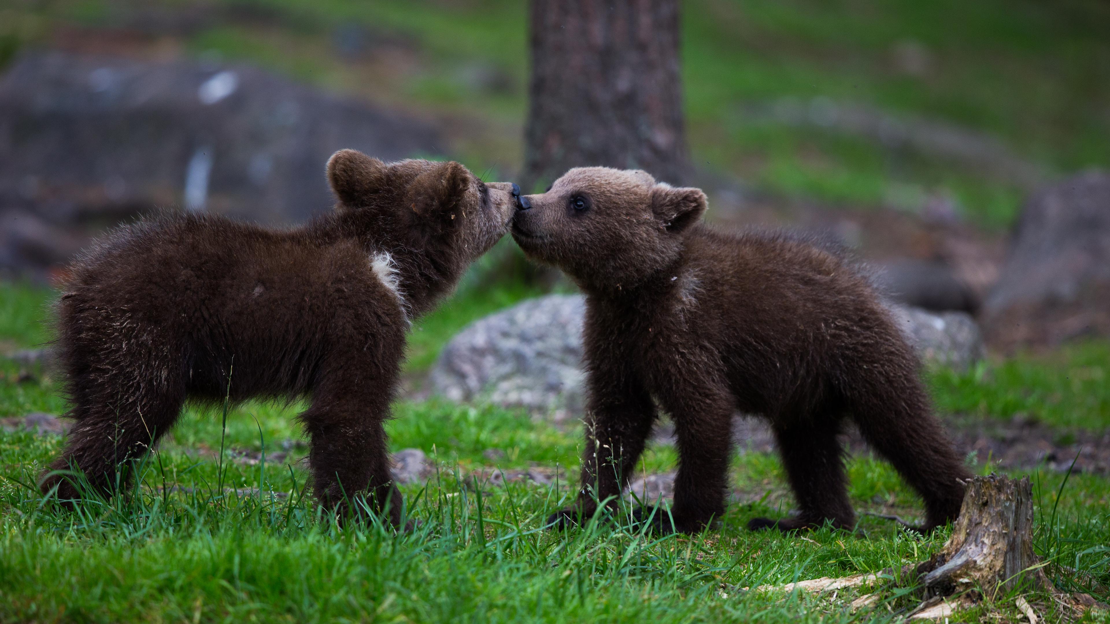 Photographing Wild Bears in Finland