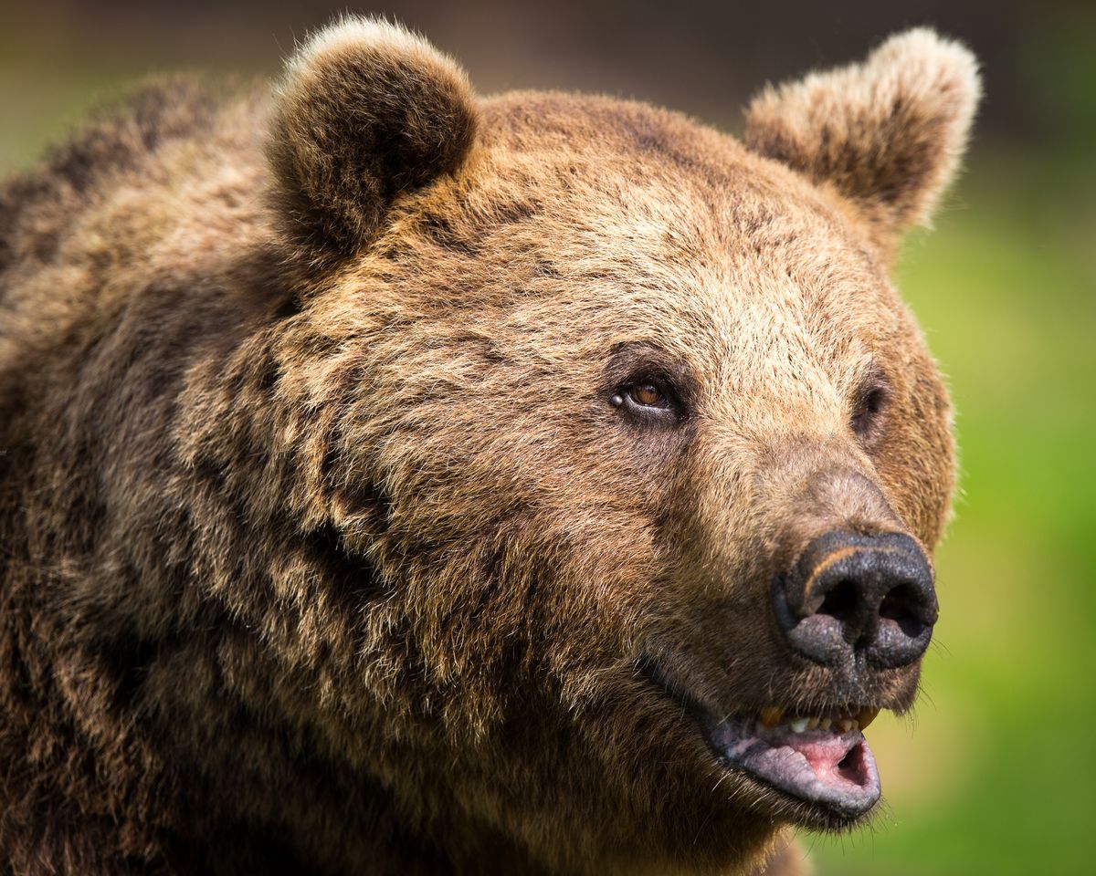 Photographing Wild Bears in Finland