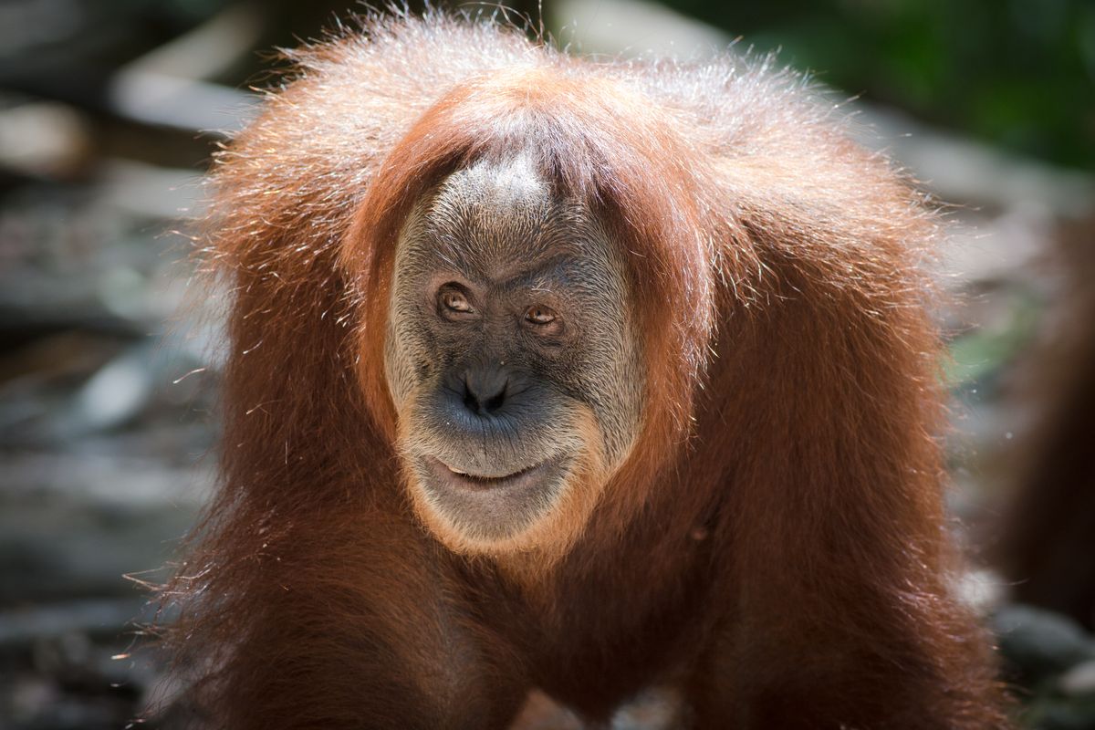 Photographing Orangutans in Sumatra