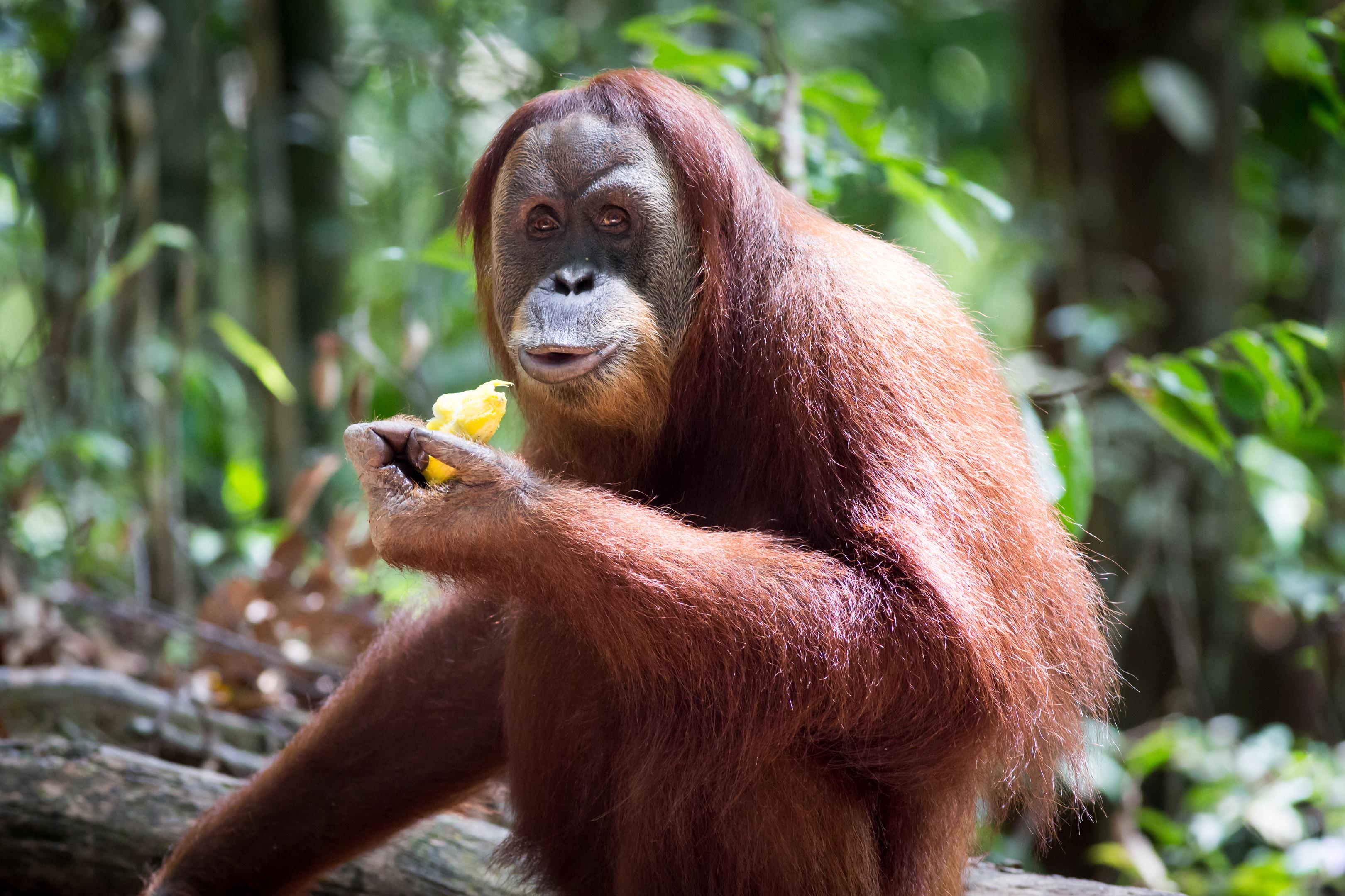 Photographing Orangutans in Sumatra