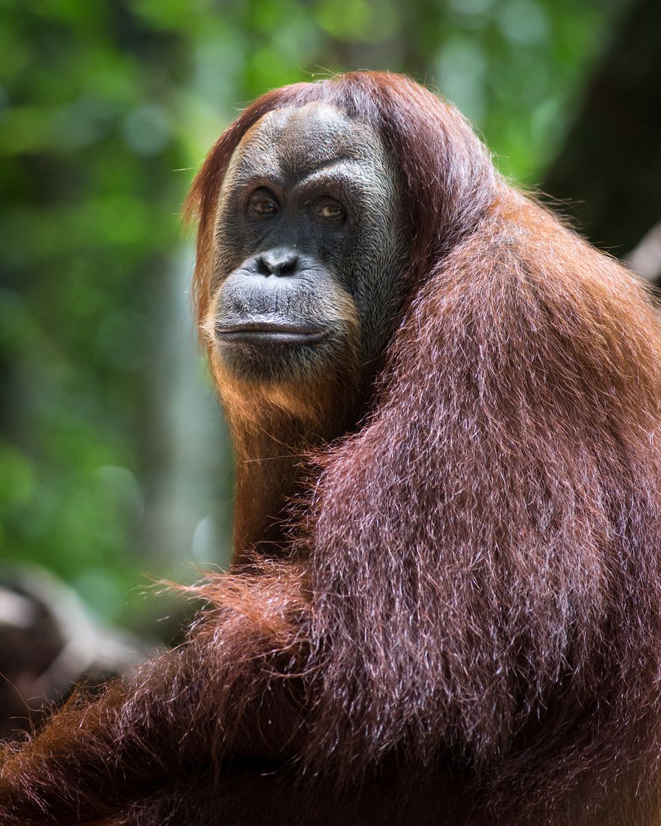 Photographing Orangutans in Sumatra